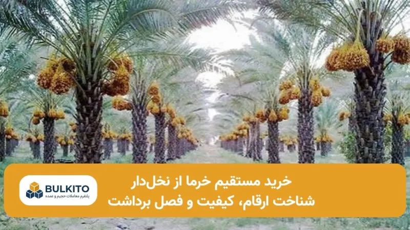 خرید مستقیم خرما از نخل‌دار؛ راهنمای تخصصی خرید عمده