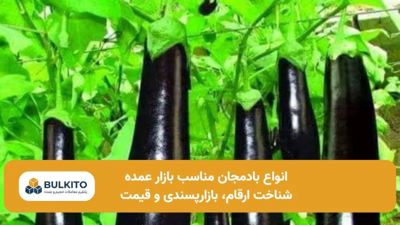 انواع بادمجان مناسب بازار عمده؛ راهنمای جامع شناخت ارقام و انتخاب هوشمندانه