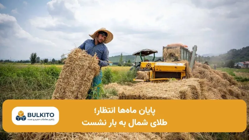 پایان ماه‌ها انتظار؛ طلای شمال به بار نشست