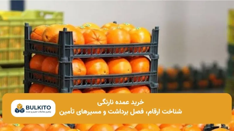 خرید عمده نارنگی؛ راهنمای جامع شناخت ارقام، فصل برداشت و تأمین مطمئن
