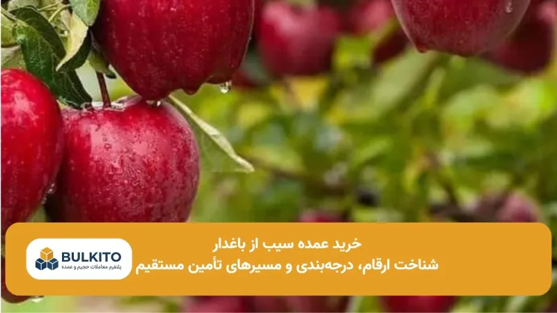 خرید عمده سیب از باغدار؛ راهنمای جامع شناخت بازار، کیفیت و مذاکره مستقیم