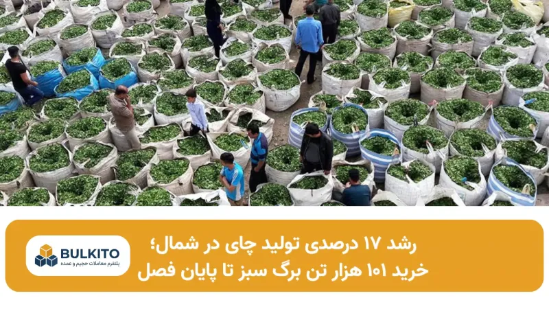 رشد ۱۷ درصدی تولید چای در شمال؛ خرید ۱۰۱ هزار تن برگ سبز تا پایان فصل