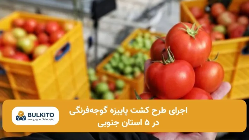 اجرای طرح کشت پاییزه گوجه‌فرنگی در ۵ استان جنوبی