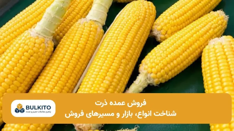 فروش عمده ذرت؛ راهنمای جامع بازار، انواع و کانال‌های فروش
