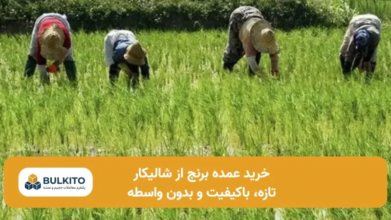 خرید عمده برنج از شالیکار؛ راهنمای کامل بدون واسطه