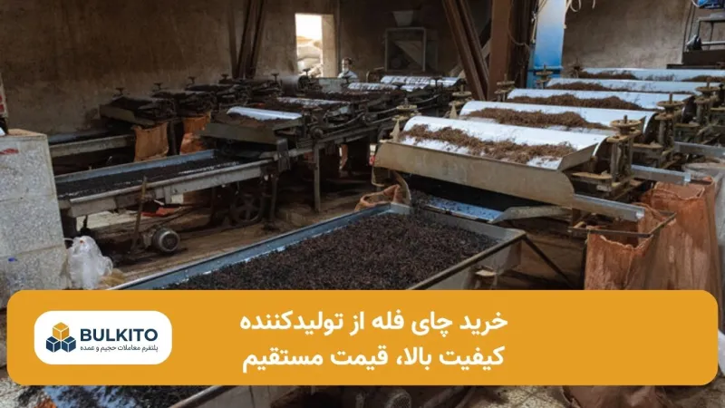 خرید چای فله از تولیدکننده؛ راهنمای کامل بدون واسطه