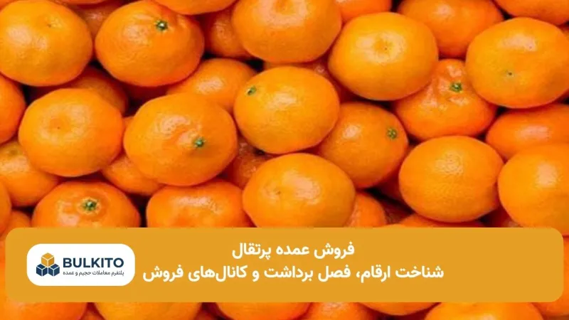 فروش عمده پرتقال؛ راهنمای جامع بازار، ارقام و مسیرهای فروش