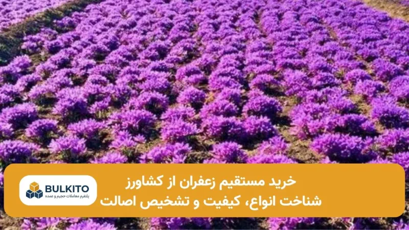 خرید مستقیم زعفران از کشاورز؛ راهنمای تخصصی خرید عمده