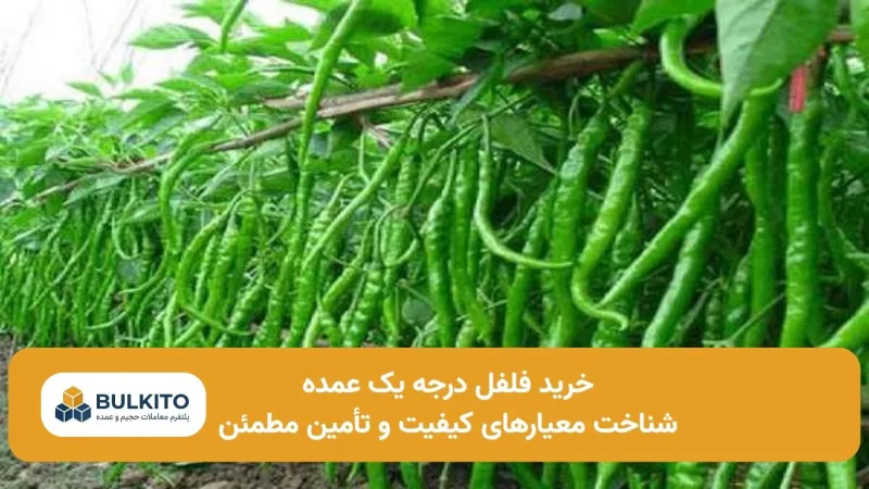 خرید فلفل درجه یک برای بازار عمده؛ راهنمای جامع شناخت کیفیت و انتخاب تأمین‌کننده