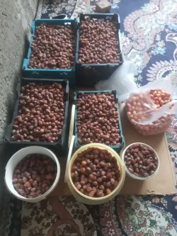 خرمای خاصویی، پیارم، شاهانی،