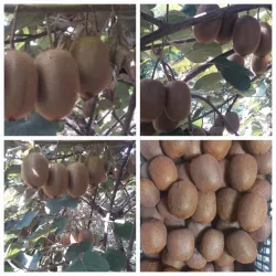 فروش کیوی