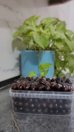خرمای ربی بصورت عمده و جزئی 