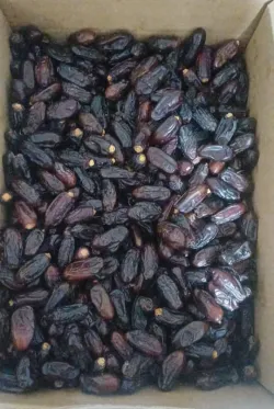 خرمای ربی بصورت عمده و جزئی 