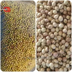 تخم گشنیز 100٪ خالص سورت‌شده