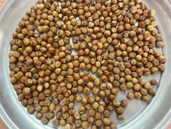 فروش ویژه فندق آفتاب خشک 